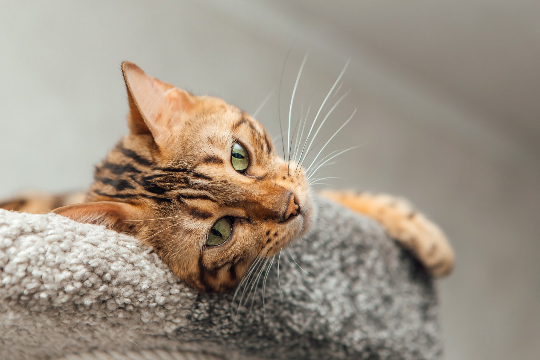 View of Do Cat Whiskers Grow Back? The Ultimate Guide to Whisker FAQs!